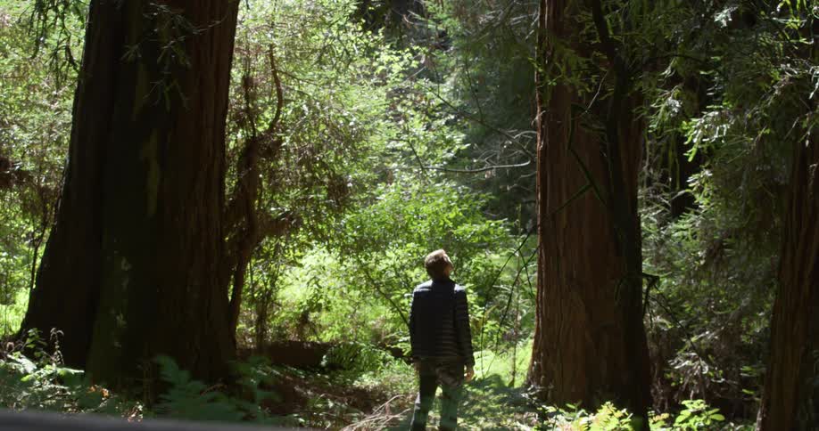 Man standing between large tree trunks and looking up in awe