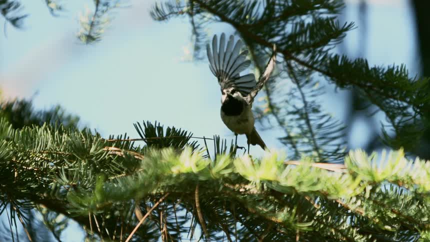 Bird sitting in the tree starts flying away