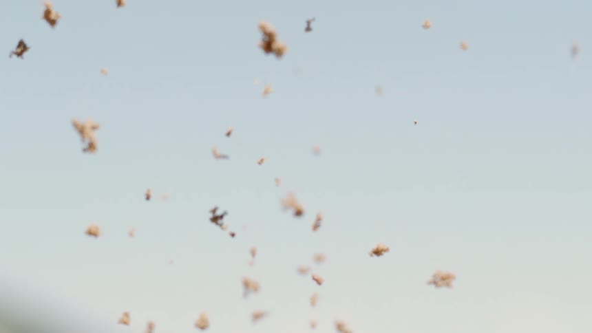 Plant chaff is separating as it falls