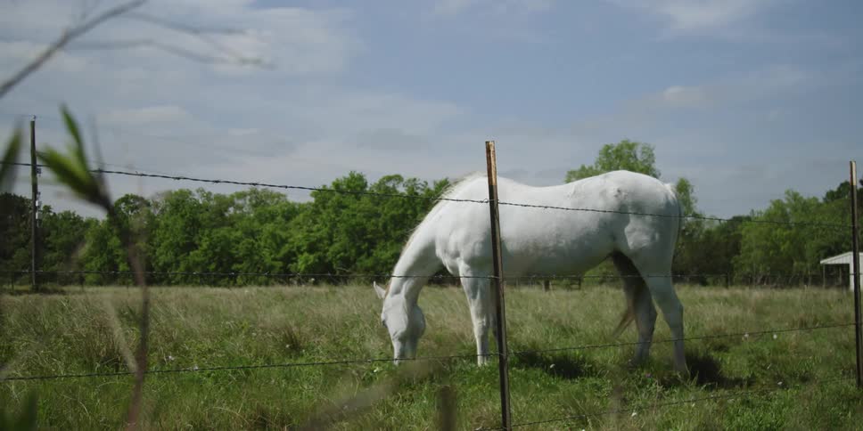 A horse grazes in a field