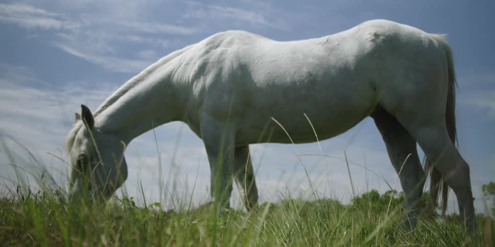 A white horse eats grass as it grazes in a field