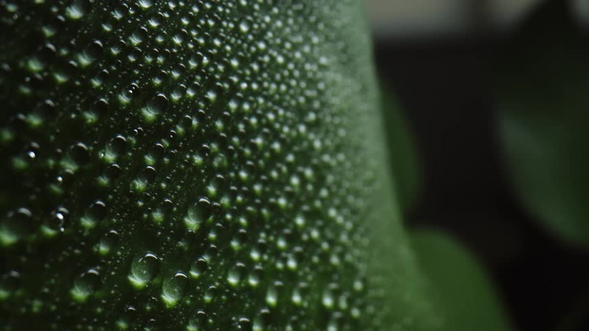 A plant with water beads on it