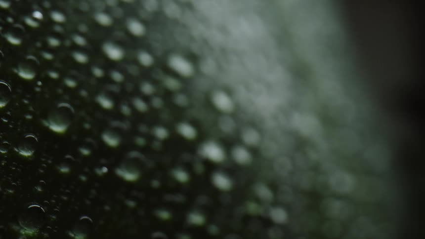 The plant is covered with water drops