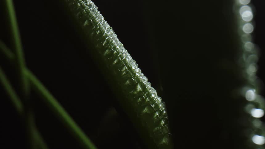 Drops of dew on a plant
