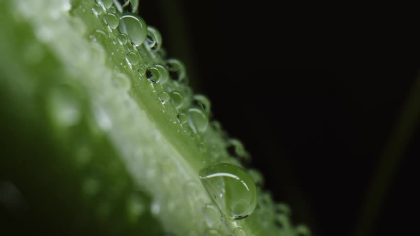 Drops of dew on a plant stem