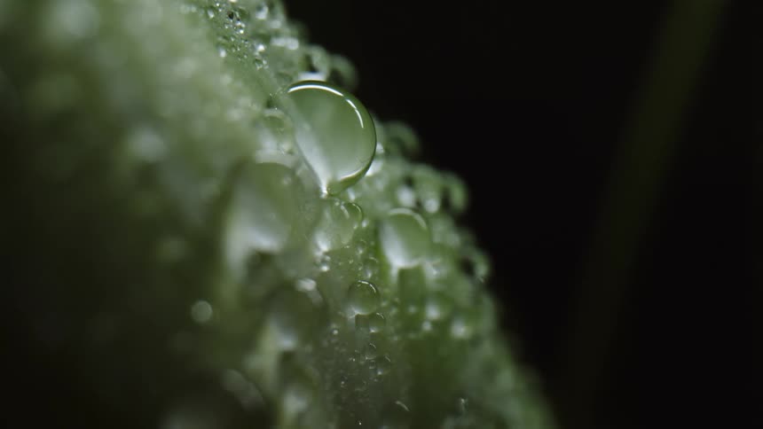 Water beads cling to a green plant