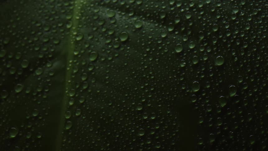 The droplets sit on the leaf