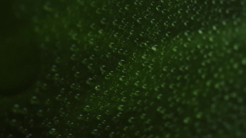 Even droplets of condensation form on a large green leaf