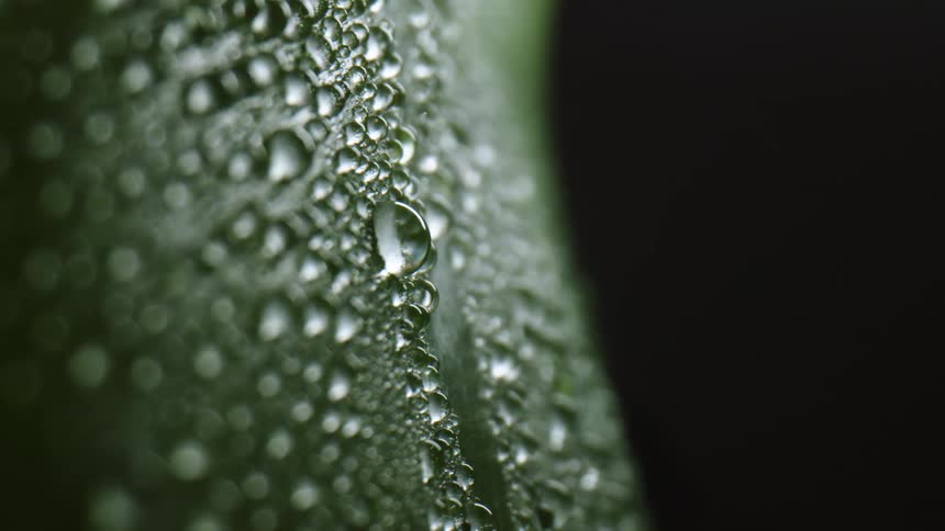 Dew forms on a green vegetable