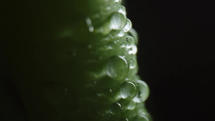 Water beads on a green plant