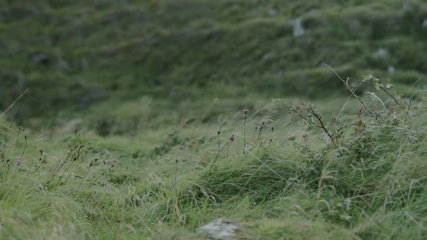 Flowers growing in a field
