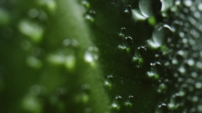View of water droplets on a green leaf