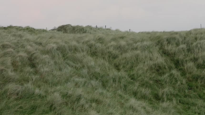 Tall grass growing on a hillside blows in the breeze