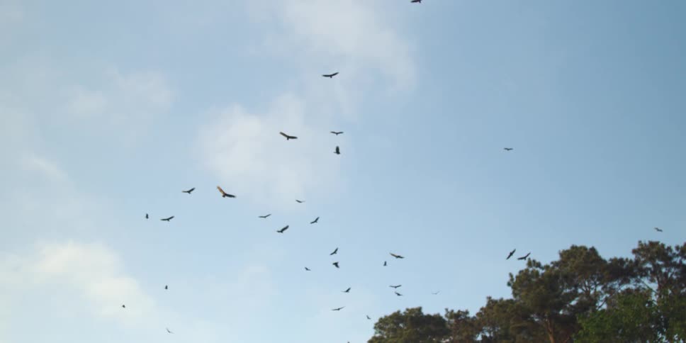 A flock of birds fly in the air
