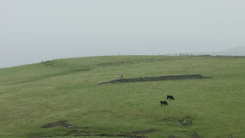 Two cows graze in the grassy field