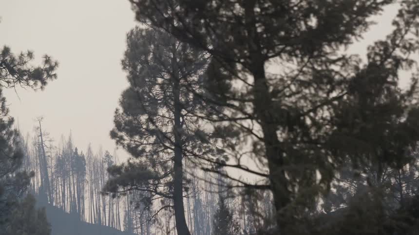 A tall pine tree is seen in passing