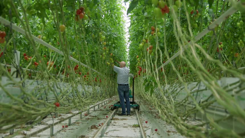 Man picks tomatoes from a vine and places them in a cart on a track