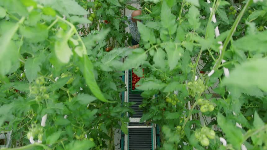 A man walks through a vineyard or greenhouse collecting vegetables with a cart