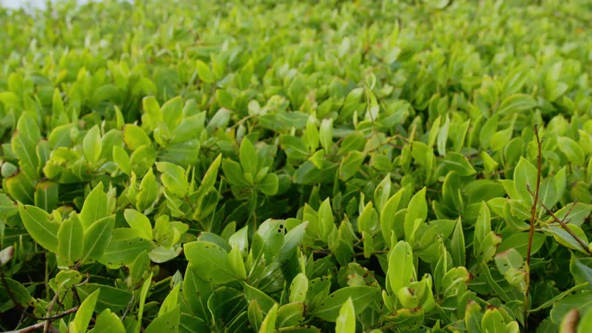 A flat plant covered field