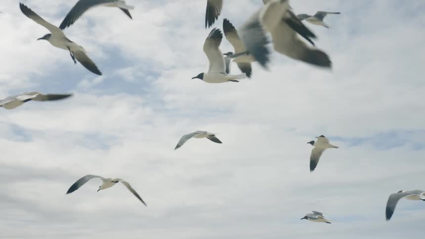 Birds flying in the sky