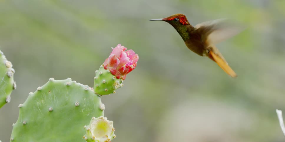 A brightly colored hummingbird flies and hovers near a pink cactus flower before drinking nectar