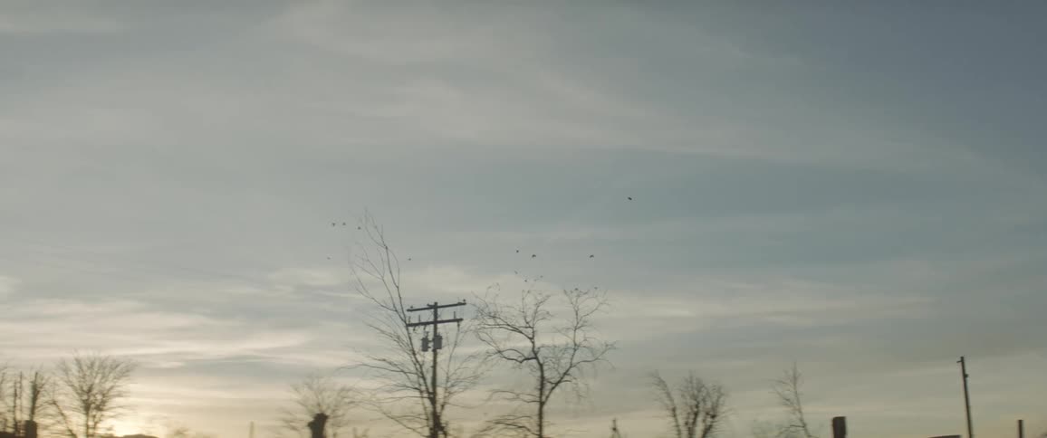 Birds fly in the sky