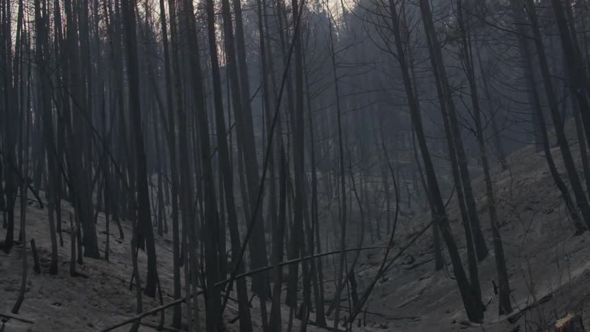 A dense forest has fog rolling through