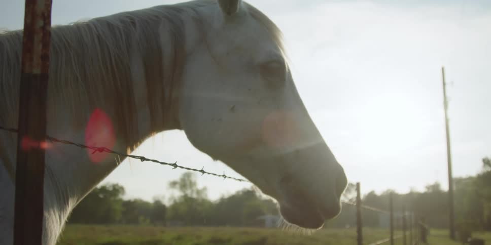 A horse is at a ranch