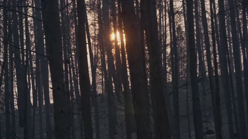 The sun shines through trees in a forest
