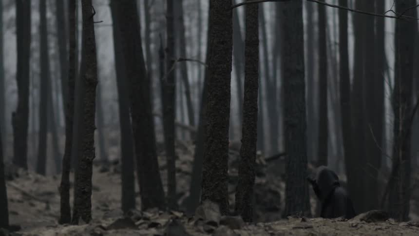 A dense forest is empty except for dead leaves on the ground