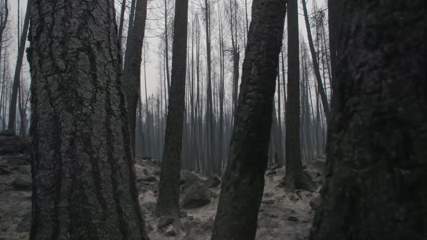 Barren trees stand in a thick forest