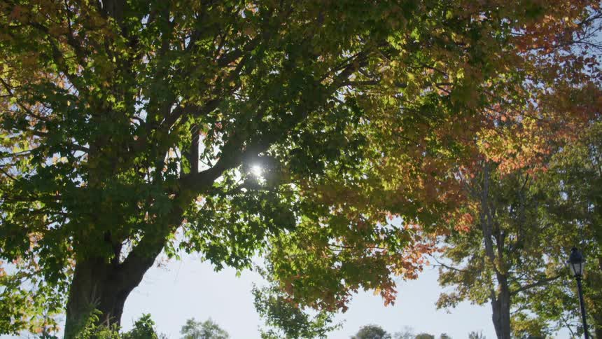 The sun shines through the leaves of a tree