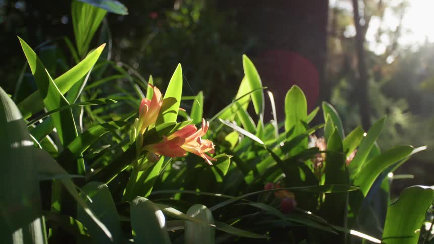 A plant with flowers and trees in the background