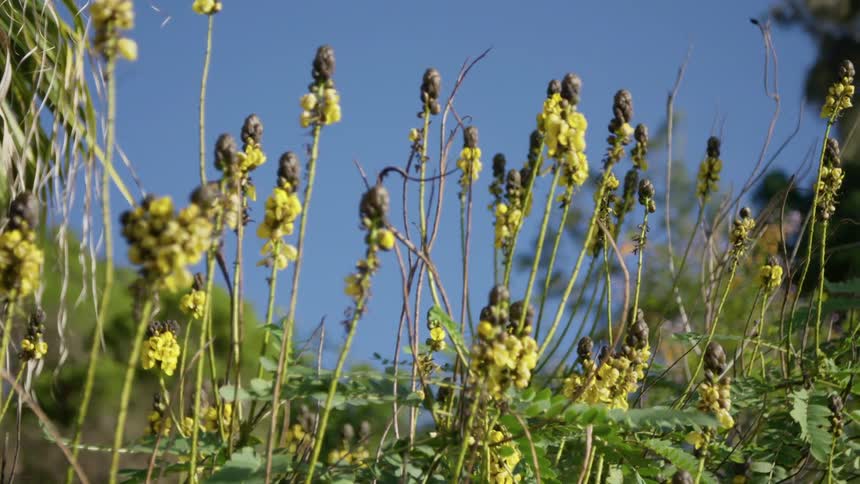 Spring flowers under the blue sky