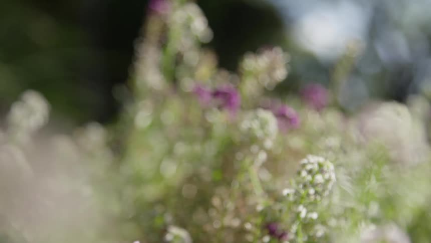 Close up of spring flowers at day
