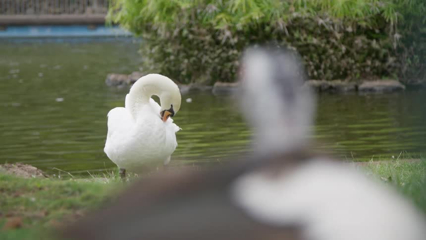 A swan cleans its feathers with its beak while standing in the grass near the pond in the park