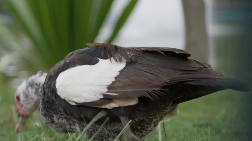 Duck walks on the grass feeding near a lake at day