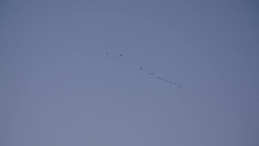 Birds fly in formation in clear blue sky