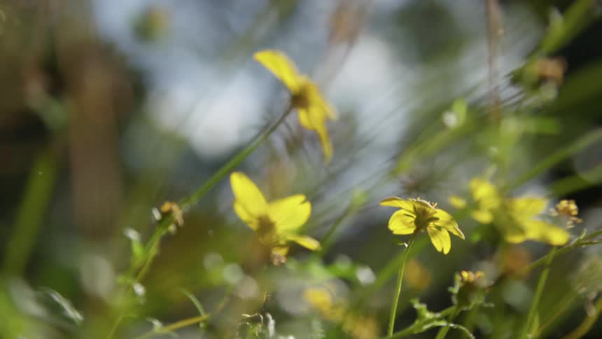 Small vegetation