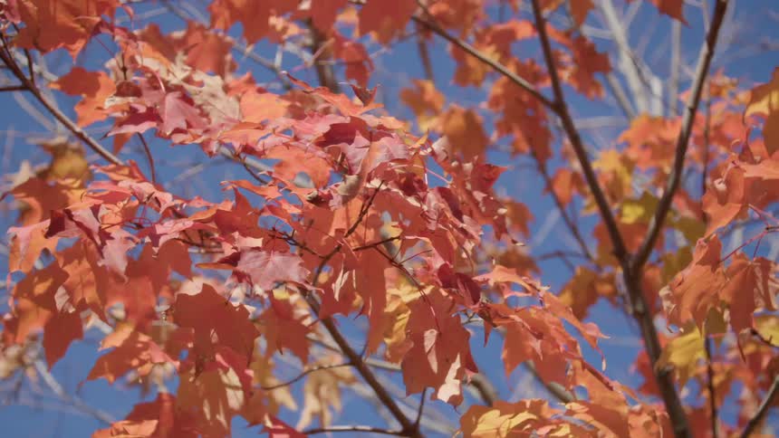 Red and yellow leaves in the fall
