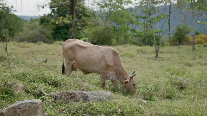 A cow with horns grazes on grass on a rural hillside