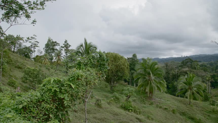 Several trees grow on a hillside near a forest