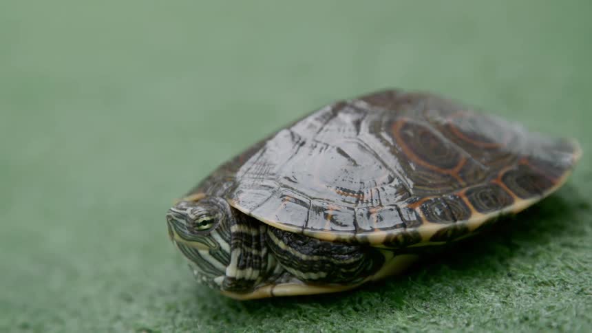 A turtle on the grass with its head almost all the way in the shell