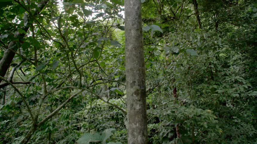 A dense woodland during the day