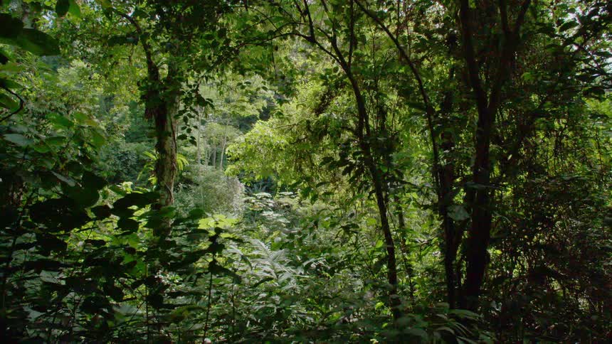 Beautiful lush greenery in the rainforest
