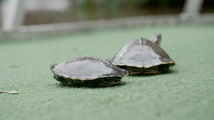 Two turtles sit on the ground