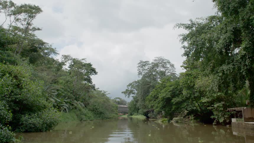 A river between trees