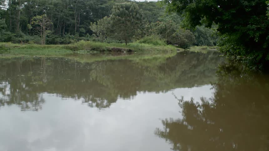 River and rain forest landscape