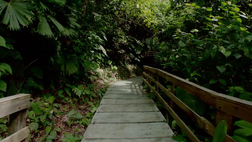 wooden walkway in the rainforest