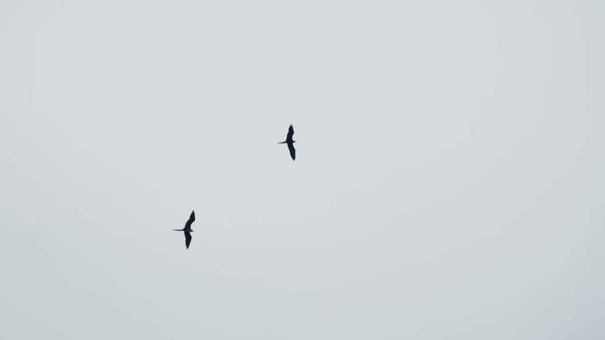 Birds fly in the sky on a cloudy day